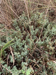 Pimelea spinescens spinescens