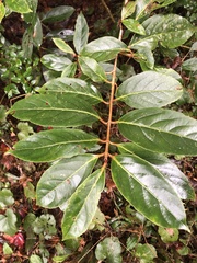 Viburnum arboricolum