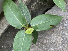 Ficus virens