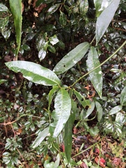 Gardneria multiflora