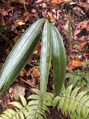 Ardisia crispa