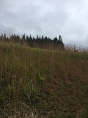 Andropogon virginicus