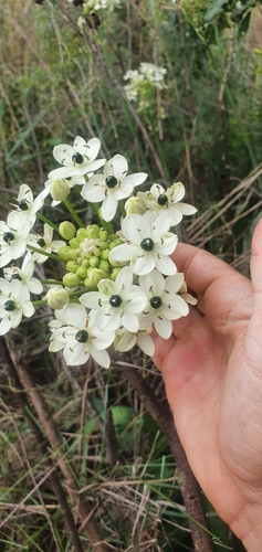 Image of Ornithogalum saundersiae by (c) Nic Knott-Craig, some rights reserved (CC BY-SA)