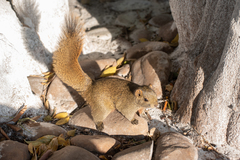 Callosciurus erythraeus