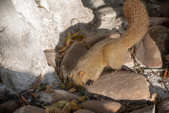 Callosciurus erythraeus