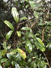 Magnolia compressa