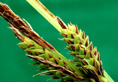 Carex sinclairii