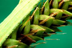 Carex sinclairii