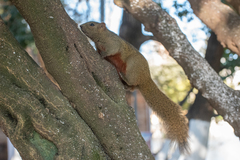 Callosciurus erythraeus