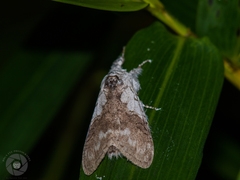Calliteara grotei