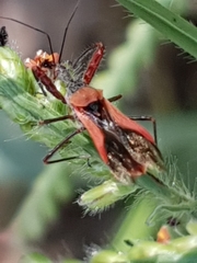 Scipinia arenacea