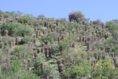 Aloe ferox