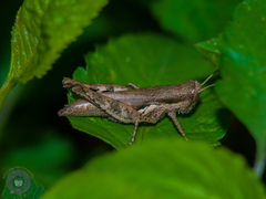 Pseudoxya