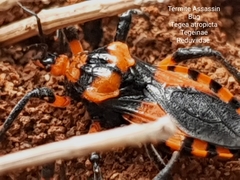 Tegea atropicta