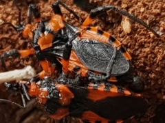 Tegea atropicta