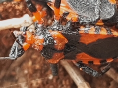 Tegea atropicta