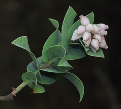 Arctostaphylos gabilanensis