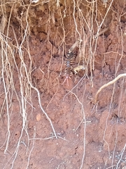 Scolopendra polymorpha
