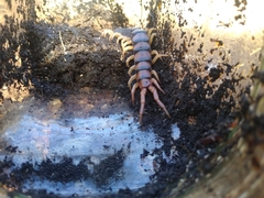 Scolopendra polymorpha