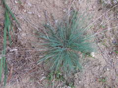 Corynephorus canescens