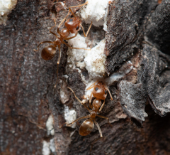 Iridomyrmex pallidus