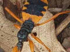 Ectomocoris patricius