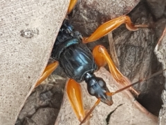 Ectomocoris patricius