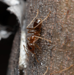 Iridomyrmex pallidus