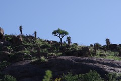 Aloe ferox