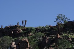 Aloe ferox