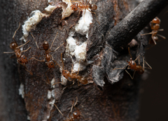 Iridomyrmex pallidus