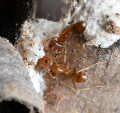 Iridomyrmex pallidus