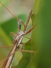 Australcmena lineativentris