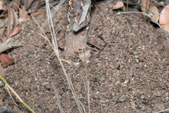 Iridomyrmex pallidus