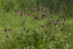 Aquilegia oxysepala