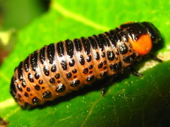 Paropsides soriculata