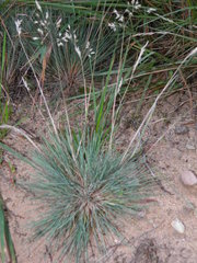 Corynephorus canescens