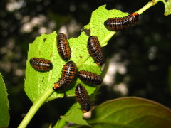 Paropsides soriculata