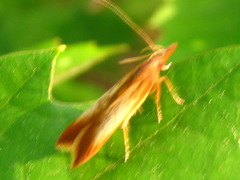 Dichomeris ustalella