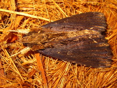Ercheia umbrosa