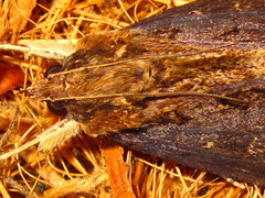Ercheia umbrosa
