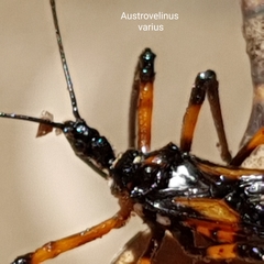 Austrovelinus varius