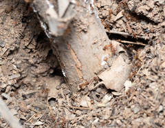 Iridomyrmex pallidus