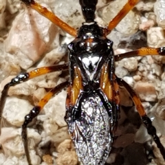 Austrovelinus varius