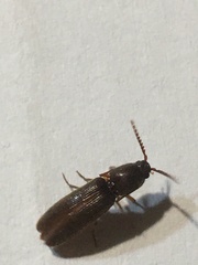 Elateridae