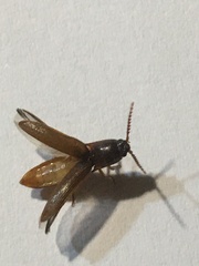 Elateridae