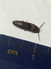 Elateridae