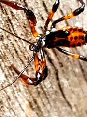 Austrovelinus varius