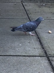 Columba livia domestica