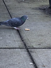Columba livia domestica